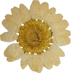 Dried and Pressed Sunflower